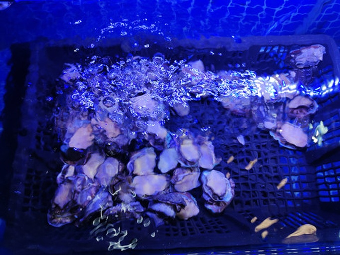 一个透明塑料盒内整齐摆放着数只带壳生蚝,底部铺有碎冰和绿色海草,盒子盖子半开,旁边放置一支温度计显示4°C,背景为冰箱内部环境,强调低温保鲜的重要性 生蚝冷藏保存示意图