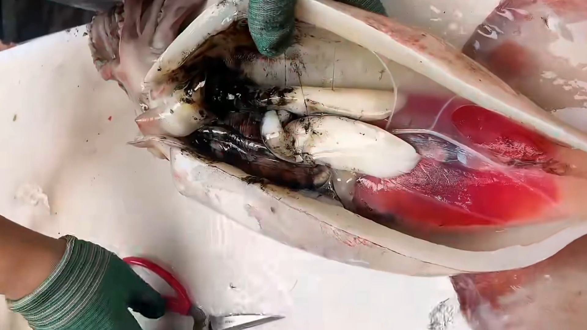 鱿鱼解剖对比图