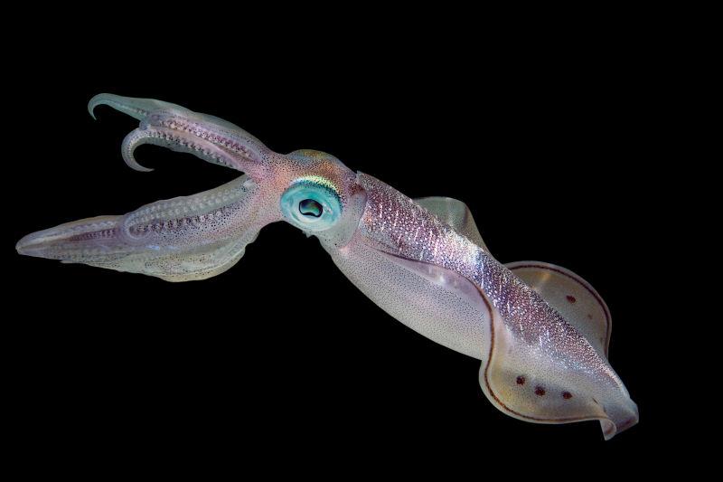 对比图：海兔与鱿鱼