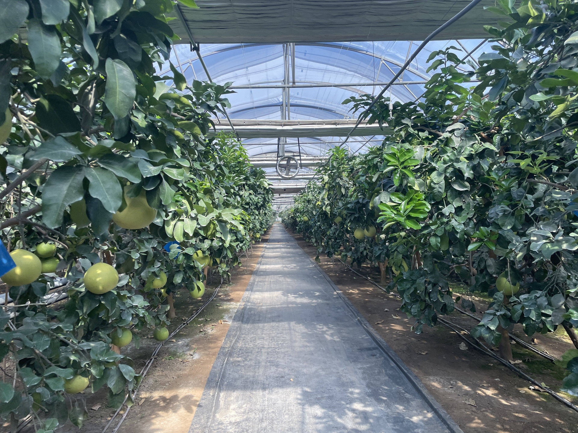 柚子果园综合管理场景