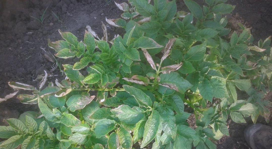 土豆田间管理与病害防治