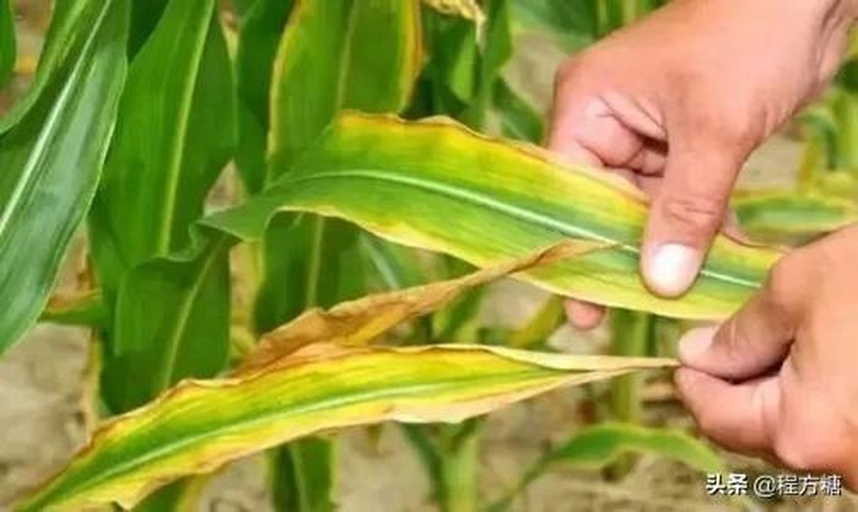 一片中度感染的玉米叶片,表面布满橙黄色的夏孢子堆,部分已破裂露出铁锈色粉末,叶脉两侧明显可见病斑沿叶脉分布,背景为田间绿色玉米植株 玉米锈病叶片特写