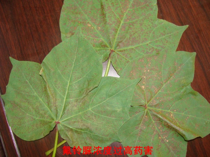 氟乐灵药害对比图：左侧为正常棉花幼苗（子叶平展、下胚轴粗壮），右侧为未混土导致药害的棉苗（下胚轴肿胀、子叶扭曲、真叶无法展开）