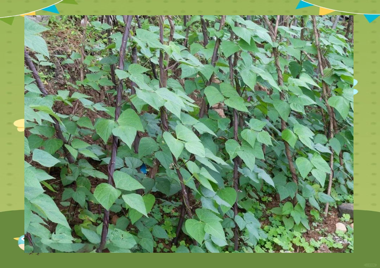 荷兰豆攀爬在竹架上的生长状态