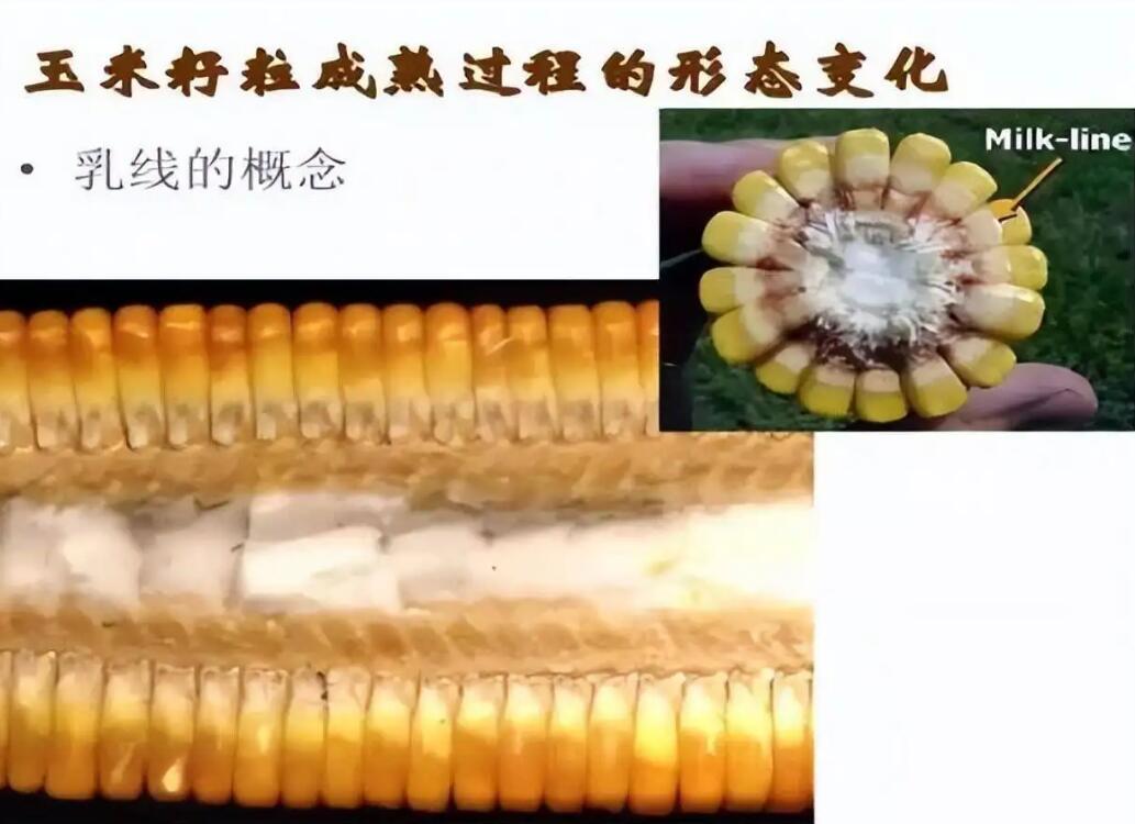 甜玉米不同生育期形态变化图示