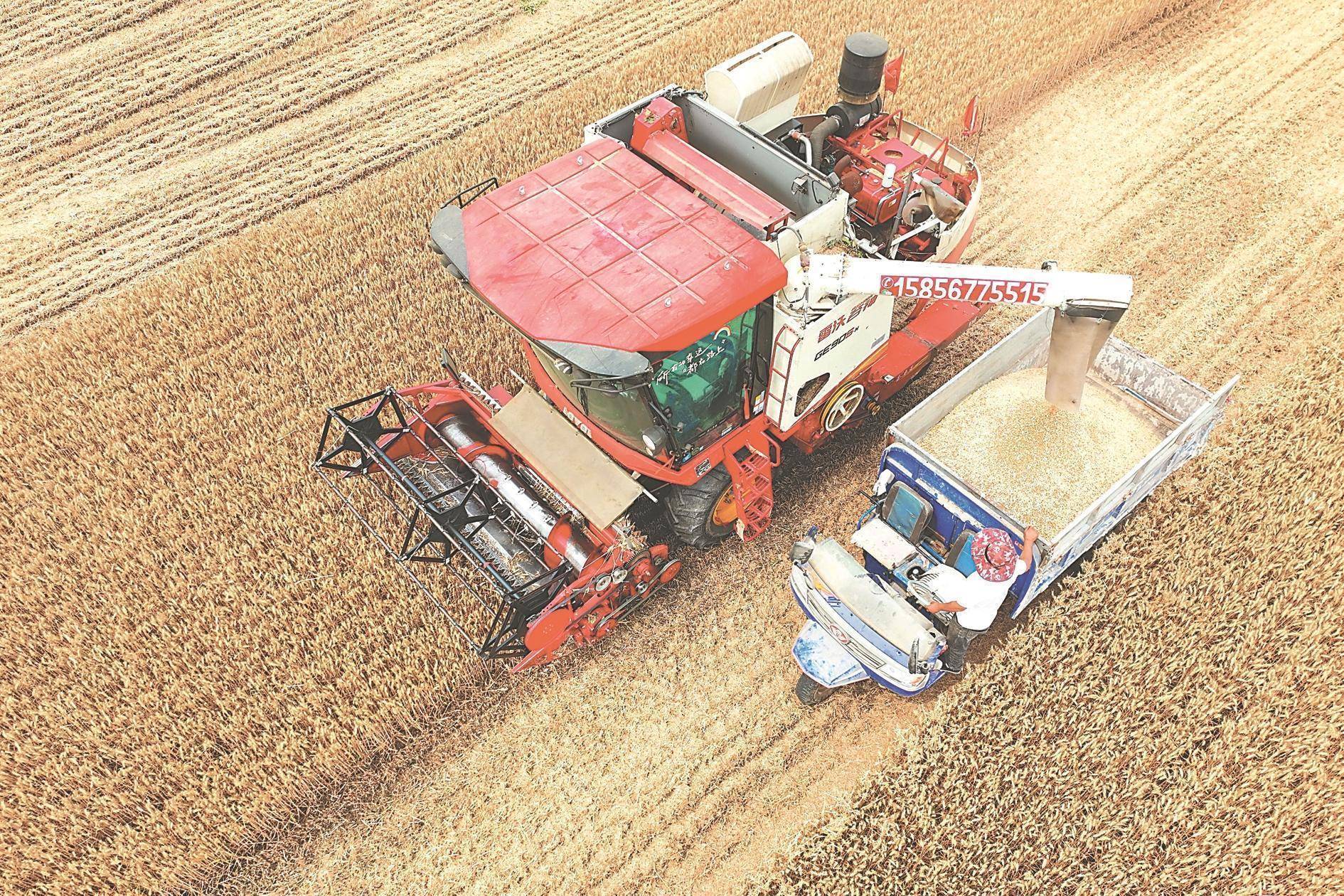 现代化小麦收割场景