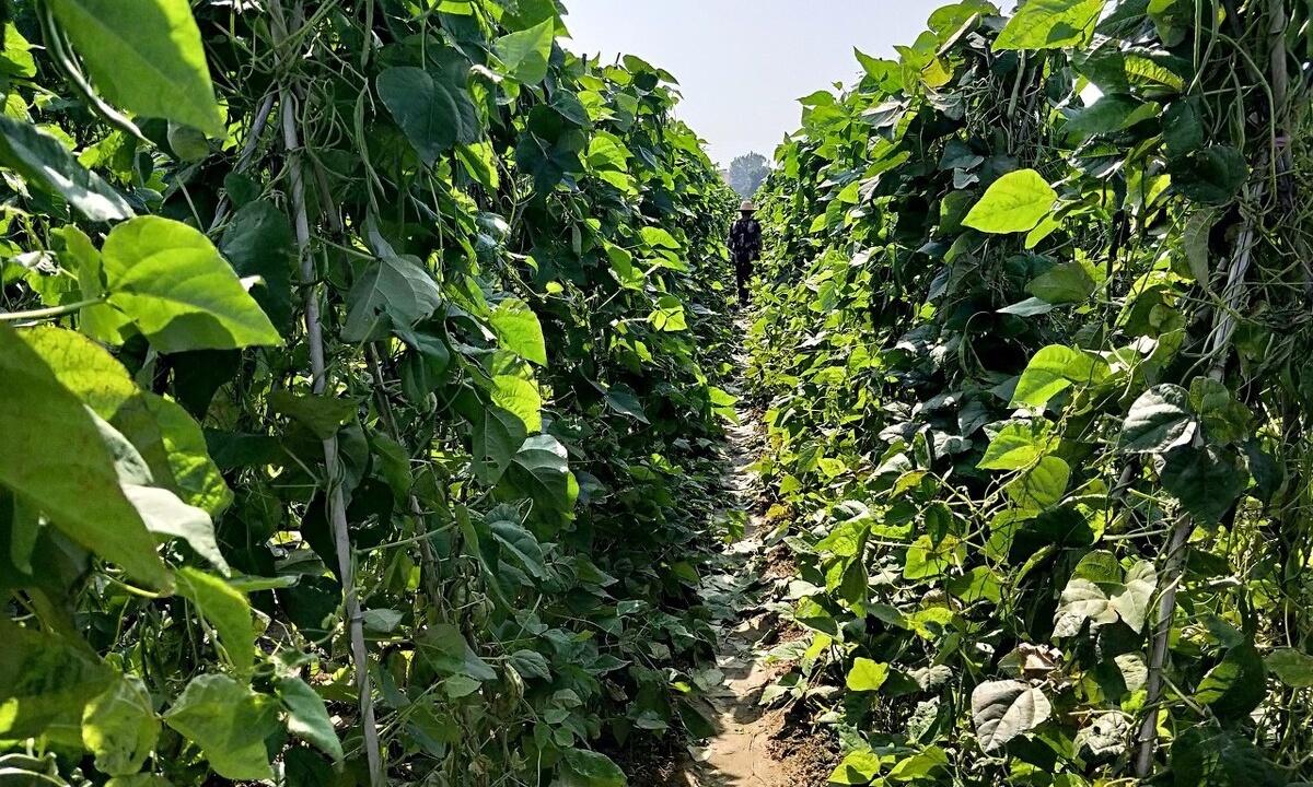 一名农技人员正在田间检查豆角植株,手持记录本,另一只手指向一片卷曲变形的叶子,旁边放置着喷雾器和农药瓶,背景是成片的豆角架,阳光充足,土壤湿润 豆角田间管理现场指导图