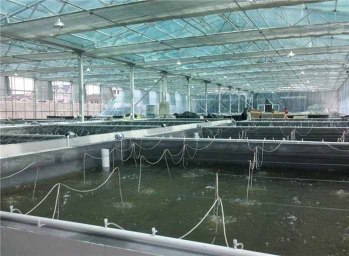 俯视视角下的室内循环水养殖池,清澈水流缓缓流动,数十条多宝鱼在池底缓慢游动,背景为标准化养殖车间,配有增氧设备和水质监测探头,体现现代化生态养殖环境 多宝鱼养殖池实景