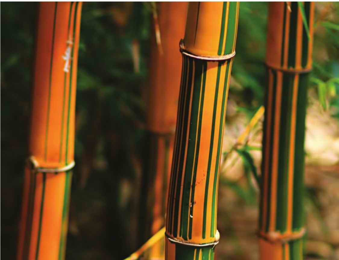 正宗金镶玉竹与仿冒品种对比图