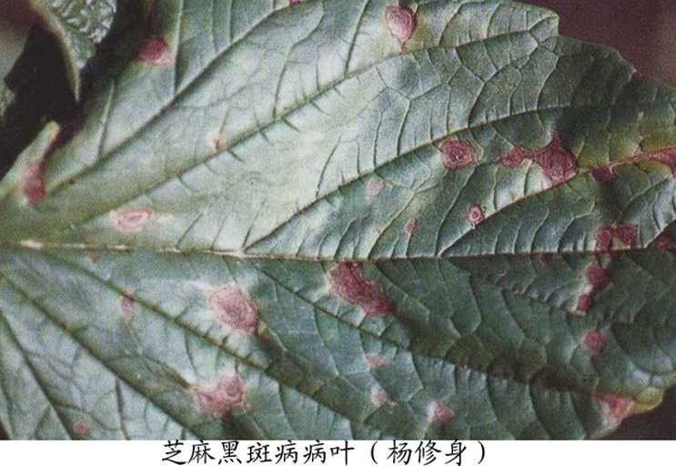 芝麻黑斑病叶片症状