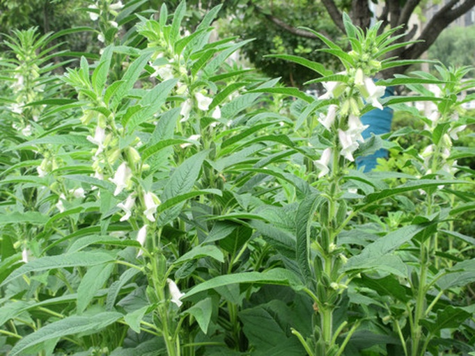 芝麻植株特写