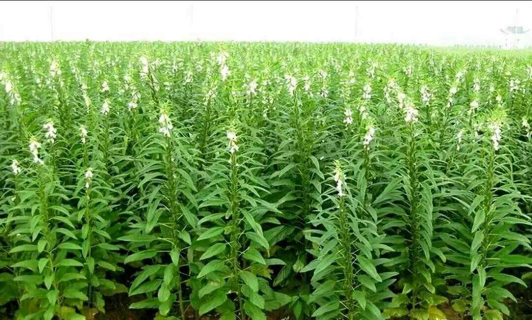 无人机俯拍:山东省平度市南村镇万亩连片芝麻田,正值盛花期(8月中旬),植株整齐、叶色浓绿、花冠呈淡紫色,田间无杂草与病斑;远处可见标准化烘干塔与脱皮车间,体现从田间到初加工的闭环管控 山东平度芝麻种植基地航拍实景