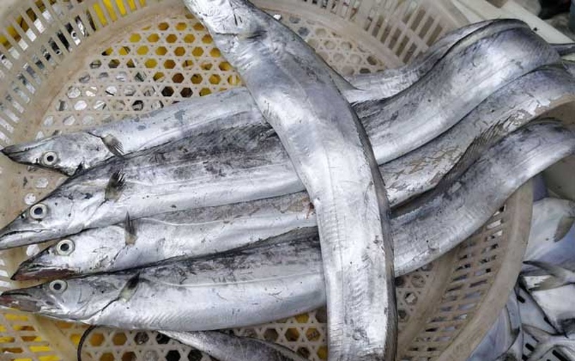 市场中售卖的蓝点马鲛特写