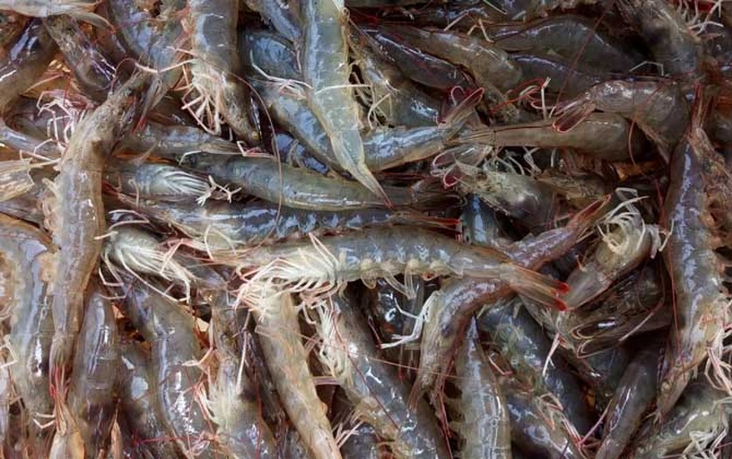 南美对虾养殖基地现代化加工车间内景