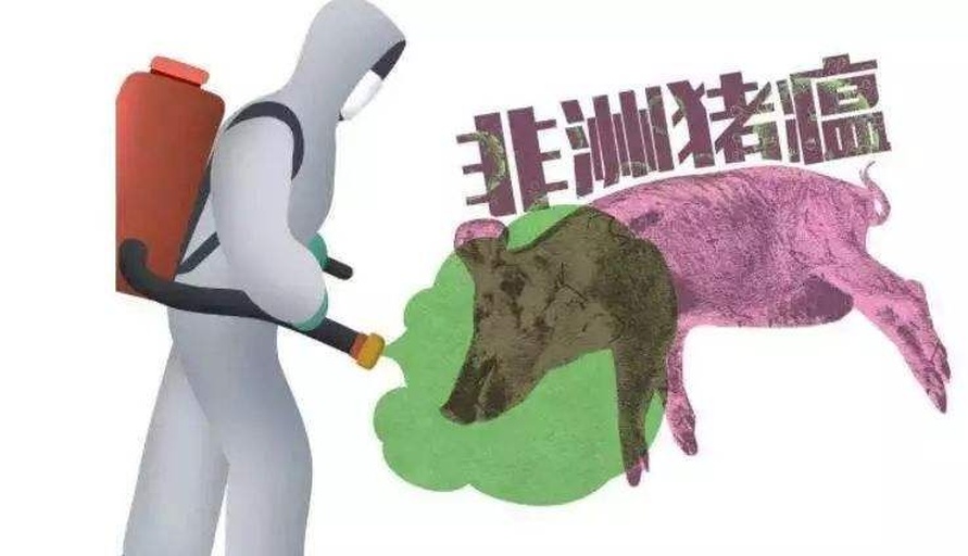 图示:专业人员身着防护服执行接苗SOP——左侧为车厢静置与温湿度监测仪读数(显示24.3℃/65%RH);中部为戴手套初筛仔猪眼结膜与肛周;右侧为红外测温枪检测直肠温度,背景可见分群栏标识与饮水加药装置 规模化猪场三元仔猪接苗标准化操作现场