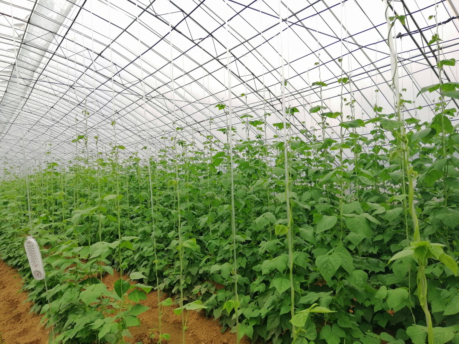 豆角三种主流栽培模式实景对比:露地爬蔓(左)、大棚吊蔓(中)、连栋温室水培(右),直观呈现株型管理、设施投入与挂荚密度差异 豆角不同栽培模式对比图:左侧为露地爬蔓豆角田块,植株分散、架材简易;中部为钢架大棚吊蔓豆角,行距均匀、藤蔓垂直生长、挂荚密集;右侧为连栋温室水培豆角苗床,LED补光灯带清晰可见,基质槽内根系洁白健康