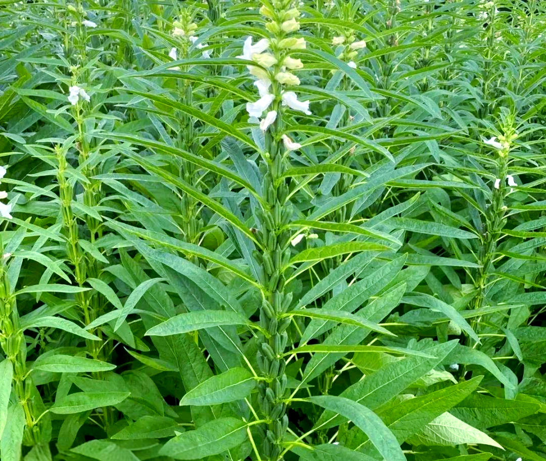 一株成熟的芝麻植株,茎秆挺拔,顶端可见正在开放的白色花朵,中部和下部挂有多个细长的蒴果,果实表面有明显纵裂纹路,部分果实已开始自然开裂,露出内部密集排列的芝麻种子 芝麻植株特写