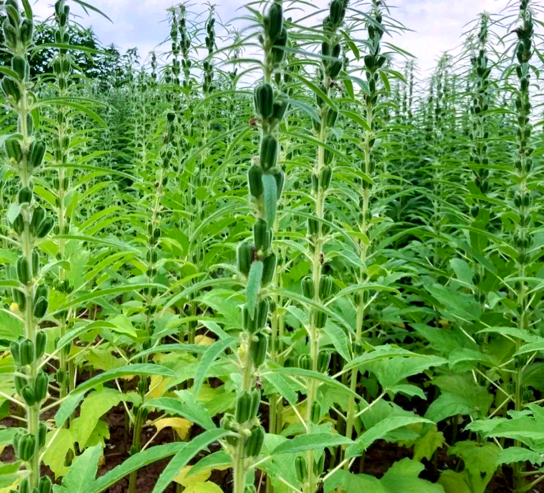 农民在田间收获芝麻作物的场景