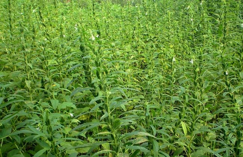 大通镇芝麻湾村种植基地航拍图