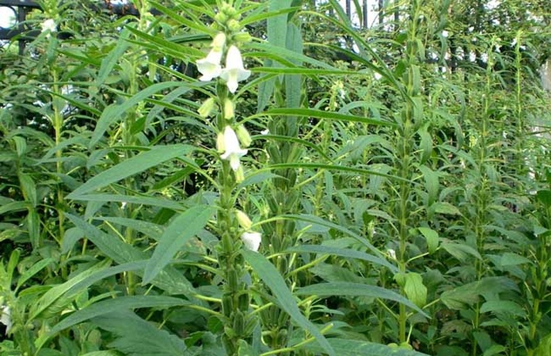 芝麻植株特写