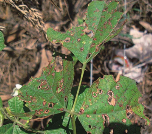 芸豆叶片上出现红褐色圆形病斑,边缘深褐,中央灰白,部分已穿孔;茎部有梭形溃疡斑,整体呈现典型炭疽病特征 芸豆炭疽病叶片症状