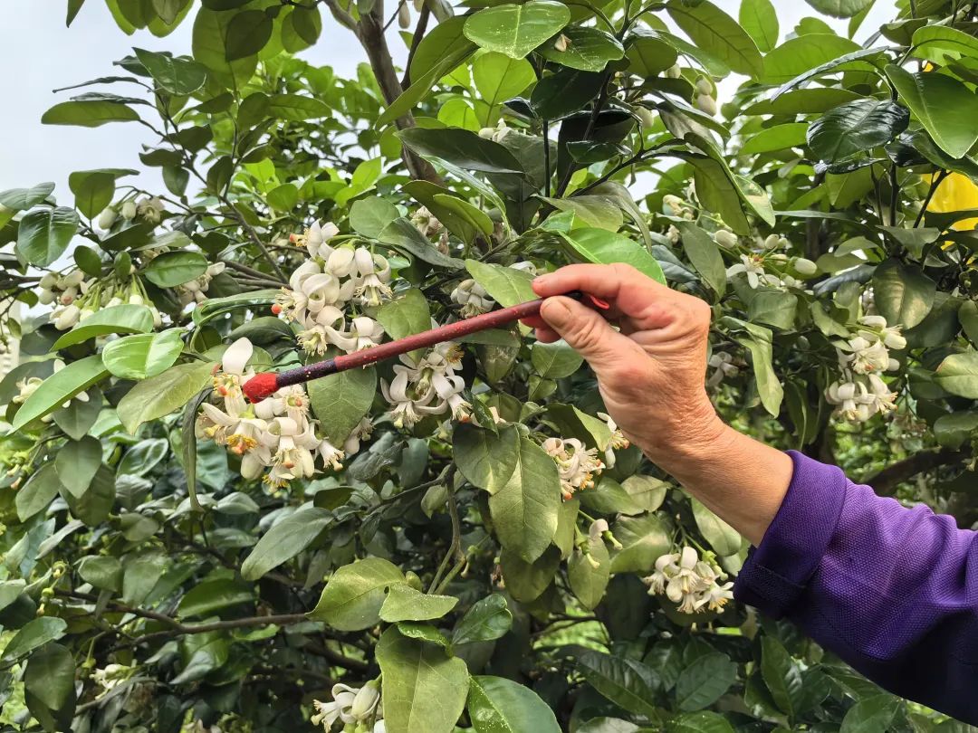 人工授粉操作实景图