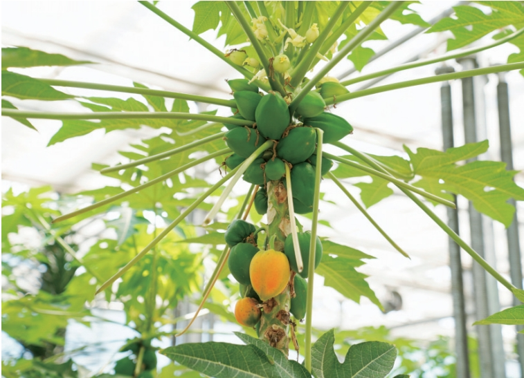 家庭催熟操作示意图