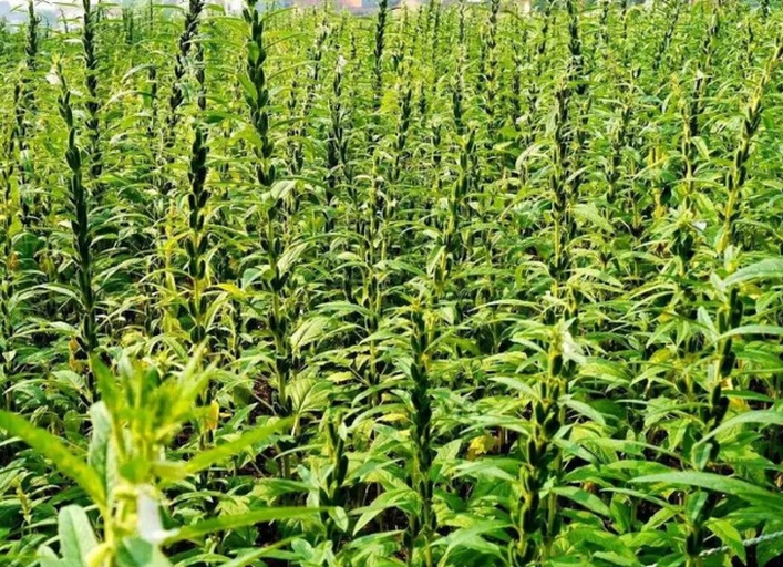 航拍视角下的芝麻种植田,整齐排列的绿色植株已进入成熟期,部分茎秆开始变褐,农民正在田间采收芝麻蒴果,远处有晾晒架上铺满刚收获的芝麻穗,阳光明媚,展现原生态农业景象 芝麻种植田景观