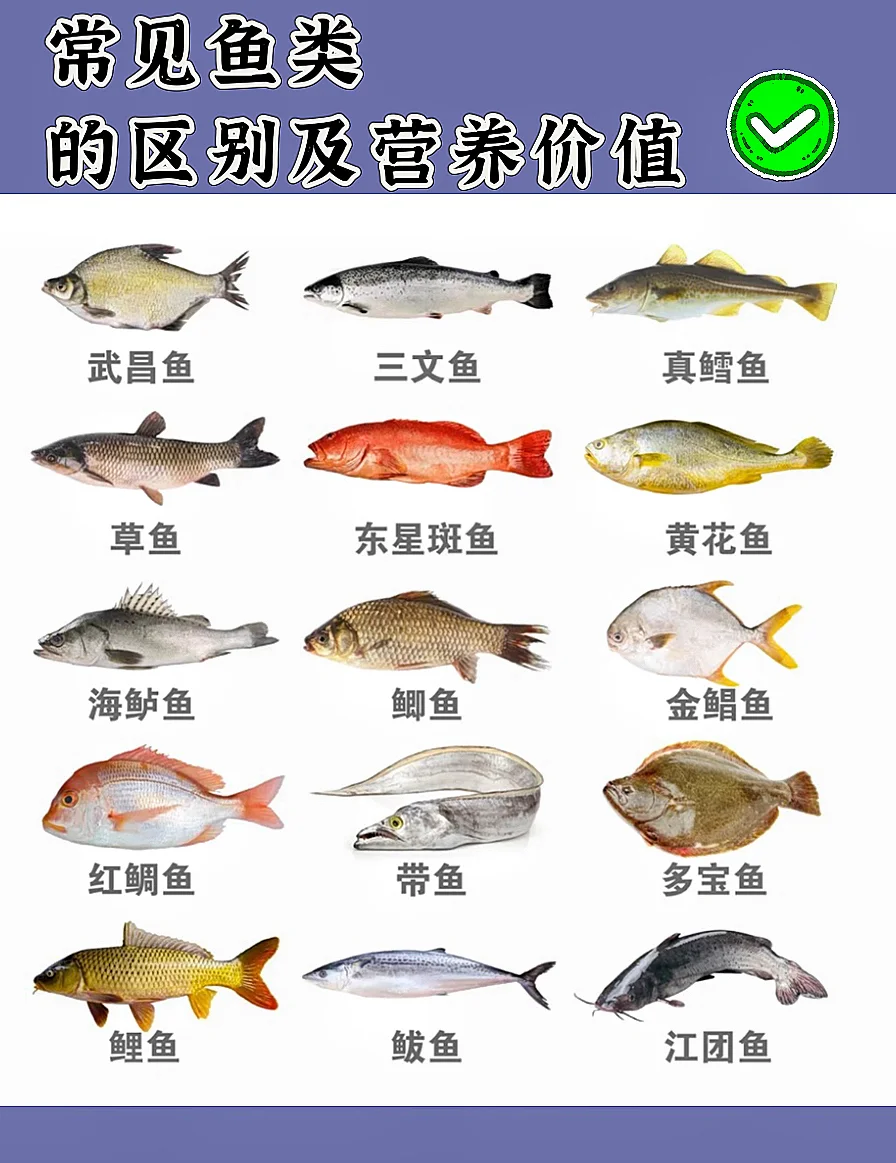一张营养成分对比图表,展示每100克生鱿鱼、鸡胸肉和三文鱼的主要营养指标,包括蛋白质、脂肪、胆固醇和牛磺酸含量,数据清晰标注,背景为淡蓝色海洋纹理 图片描述