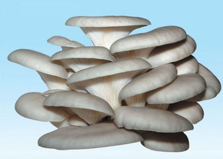 展示平菇的扇形结构与灰树花的羽状结构对比 平菇与灰树花的外形对比