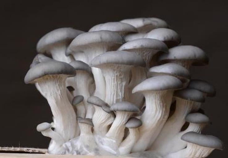 左侧为野生平菇(灰褐色扇形、偏生柄、延生菌褶),右侧分别为裂皮鹅膏(有菌环菌托)、毛头鳞伞(菌盖具鳞片)、柠檬黄蜡伞(亮黄色生长于草地),用于对比形态差异 常见易混淆野生蘑菇对比图