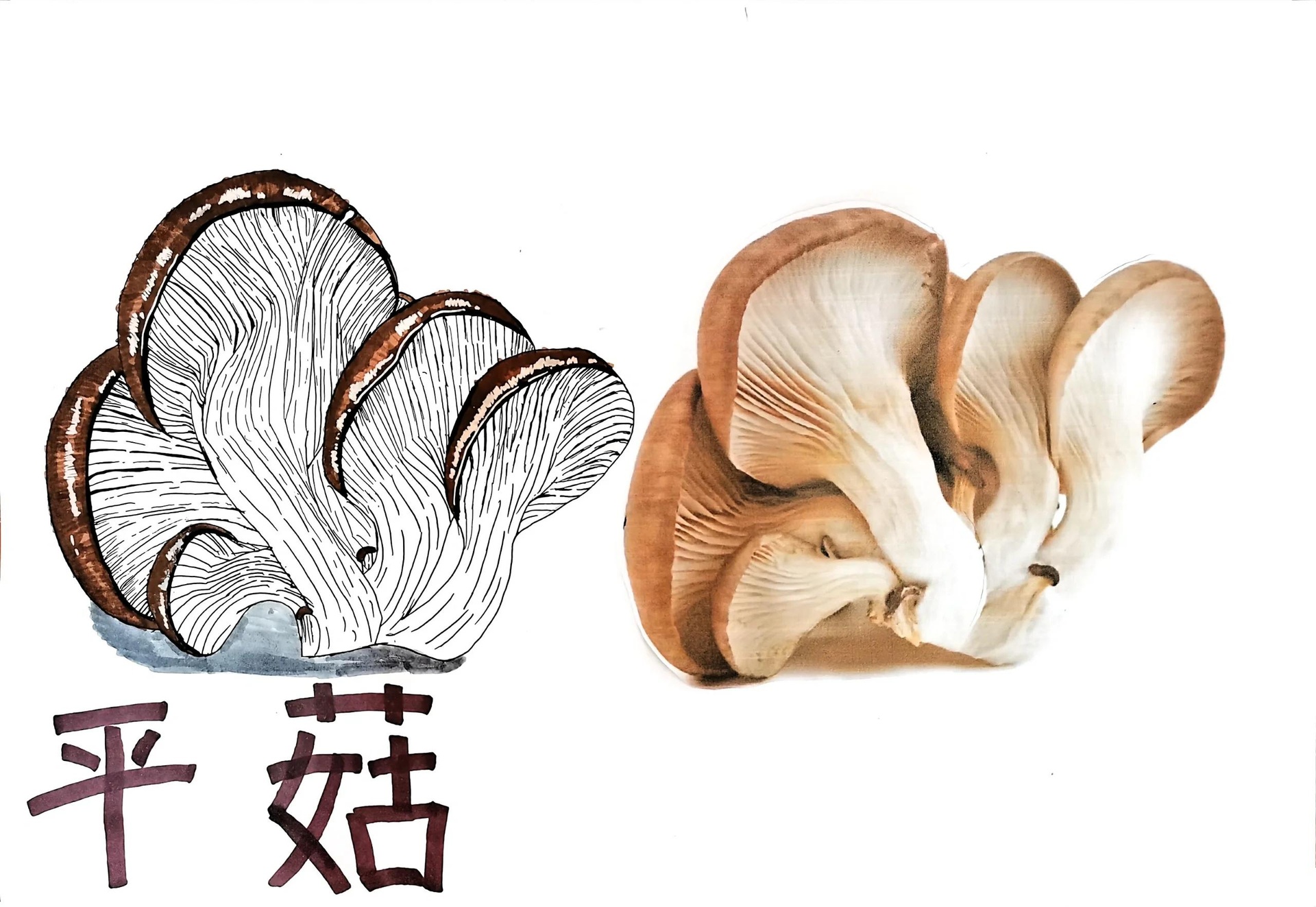 平菇与几种外形相似蘑菇对比图