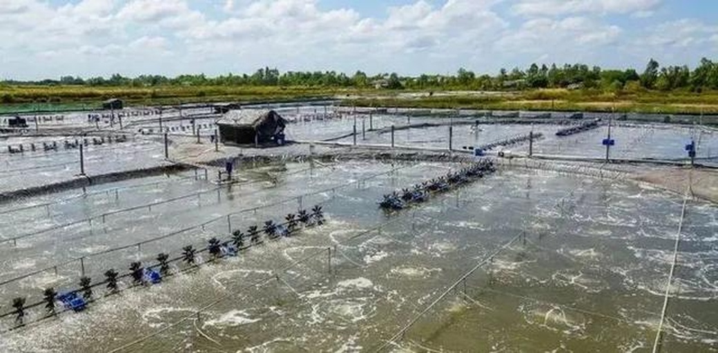 一个标准的小龙虾养殖池塘俯视图,显示外围环形沟渠、中央种植平台、进排水管道位置,以及防逃围栏布置细节。背景为江夏区典型农田地貌 池塘环沟结构示意图