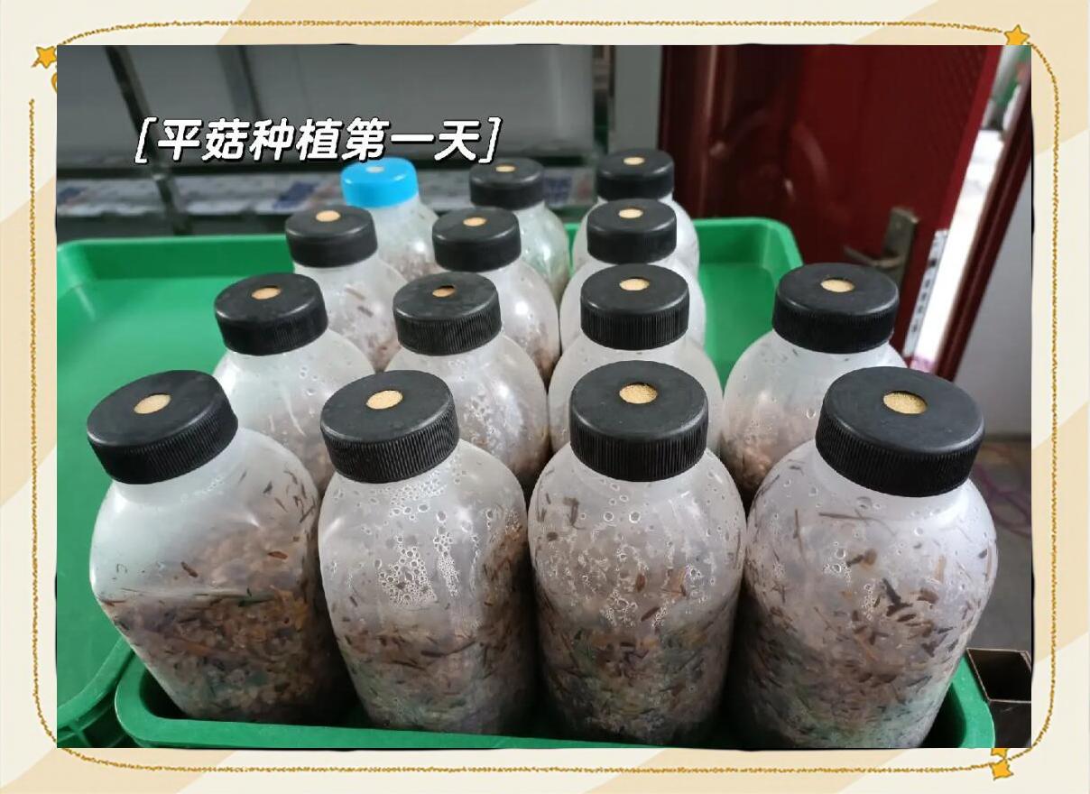 大平菇菌种培养瓶中的白色浓密菌丝