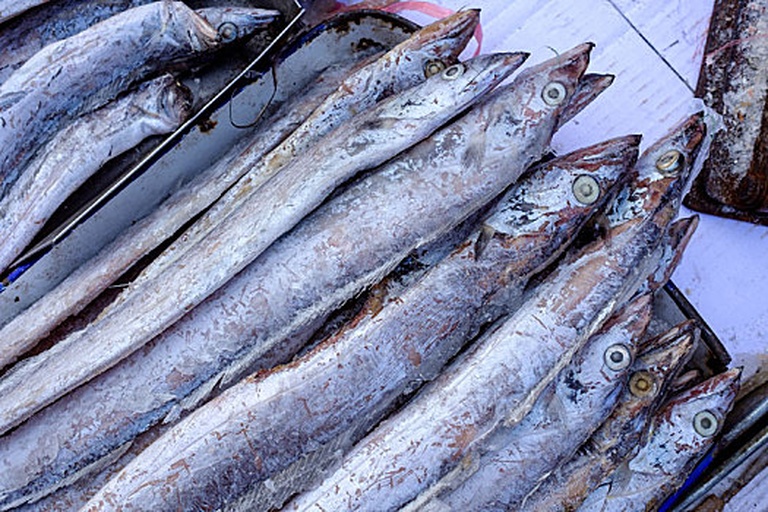 带鱼整体外观特写