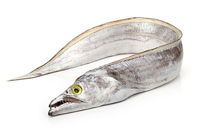 左侧为白带鱼,展示其修长带状身体、连续背鳍和退化的尾部;右侧为刀鲚(凤尾鱼),突出其较短体型、明显的分叉尾鳍以及腹部的锯齿状棱鳞。背景为水族箱环境,配有标尺显示尺寸差异 带鱼与刀鲚外形对比图