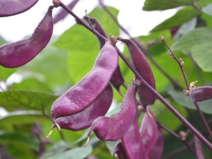 扁豆植株与豆荚特写