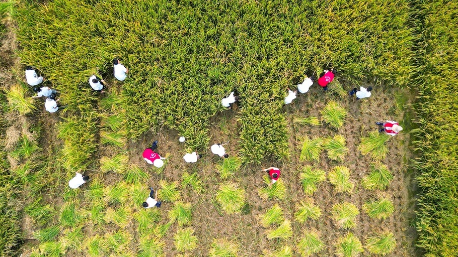 一位身穿传统农装的农民正在收割已经变黄成熟的油菜植株,手中握着镰刀,身后堆放着捆扎好的油菜秸秆,天空晴朗,展现出丰收季节的劳作场景 农民在田间收割成熟油菜植株