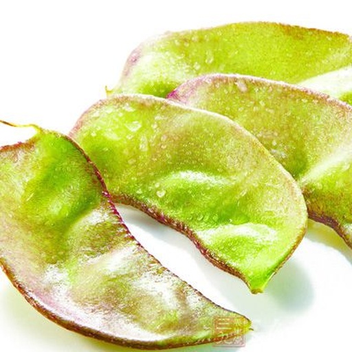 新鲜绿扁豆植株结出的豆荚特写,展示多个饱满的绿色豆荚,部分已微微裂开露出内部鲜绿色的圆形扁豆种子;旁边放置几粒剥离后的完整绿扁豆干豆,显示其扁椭圆形、表面光滑、色泽鲜绿的特点,并标注尺寸比例尺 绿扁豆整体形态图