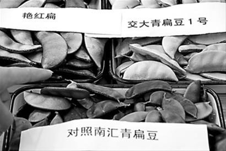 荷兰豆与麦豆的植物分类对比图