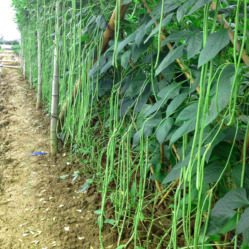 豆角树果实特写图