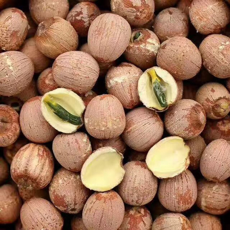 莲子剖面结构示意图