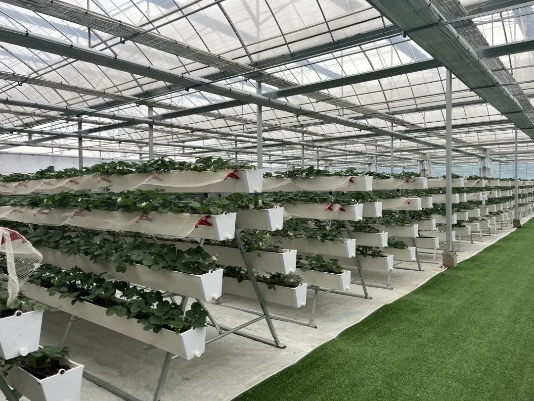 一个由中央支撑柱和螺旋式种植孔组成的立体草莓塔,外层均匀分布着绿色草莓植株,部分植株已开花结果,果实垂挂于空中;背景为现代化温室环境,配有滴灌系统和补光灯 草莓立体栽培结构示意图