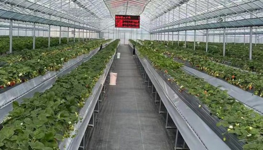 一座现代化玻璃温室内部全景,整齐排列的无土栽培草莓种植槽沿轨道延伸,绿色植株茂盛生长,部分植株上挂着乳白色的成熟草莓,工人正在弯腰检查作物状态,顶部有补光灯和环境监测设备 现代化草莓温室种植场景