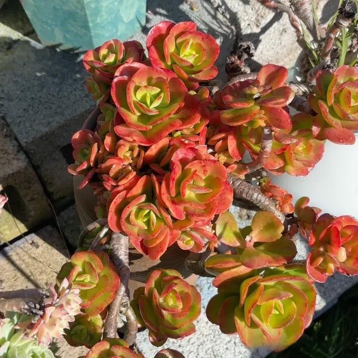 多肉红梅植株特写