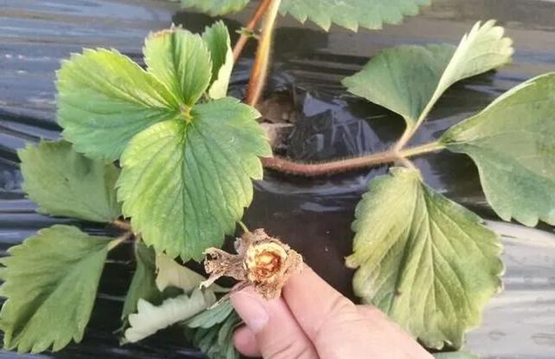 病害应急处理现场