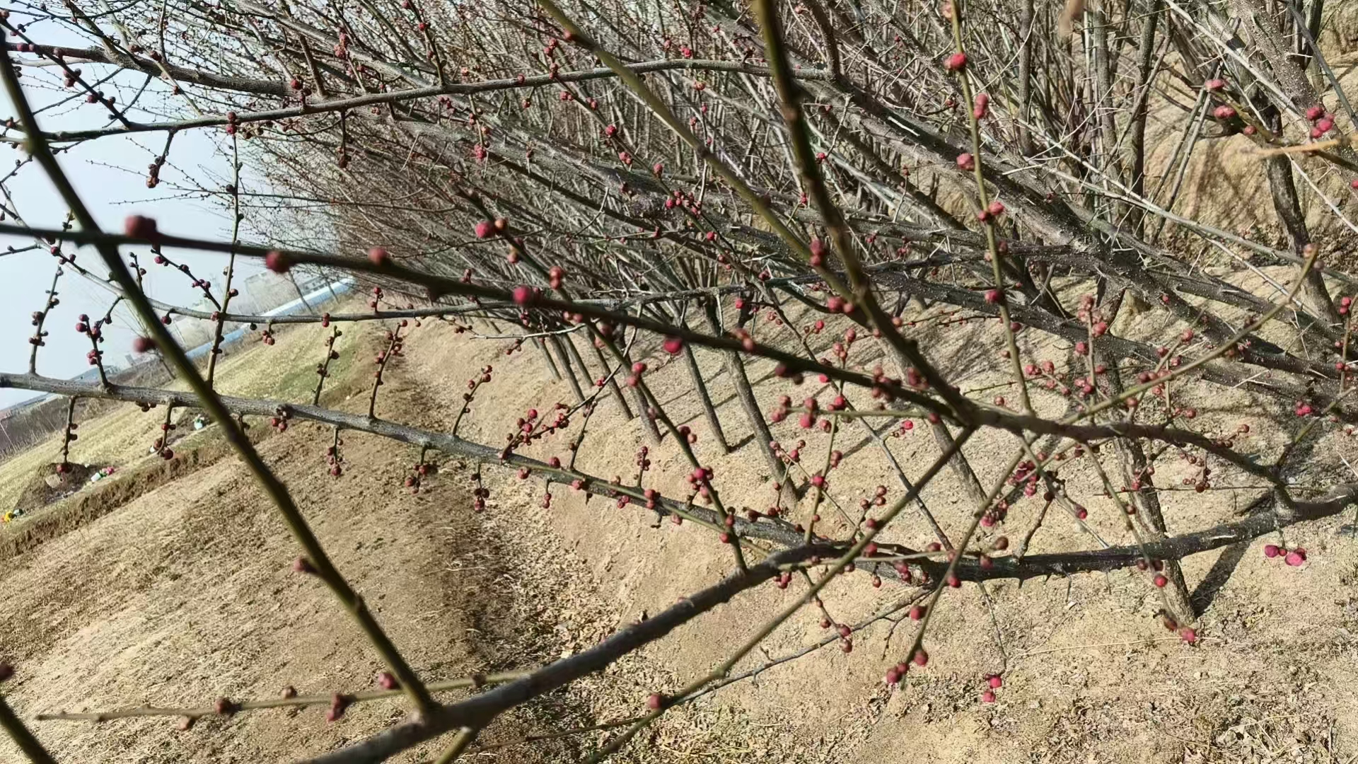 红梅树冬季落叶状态