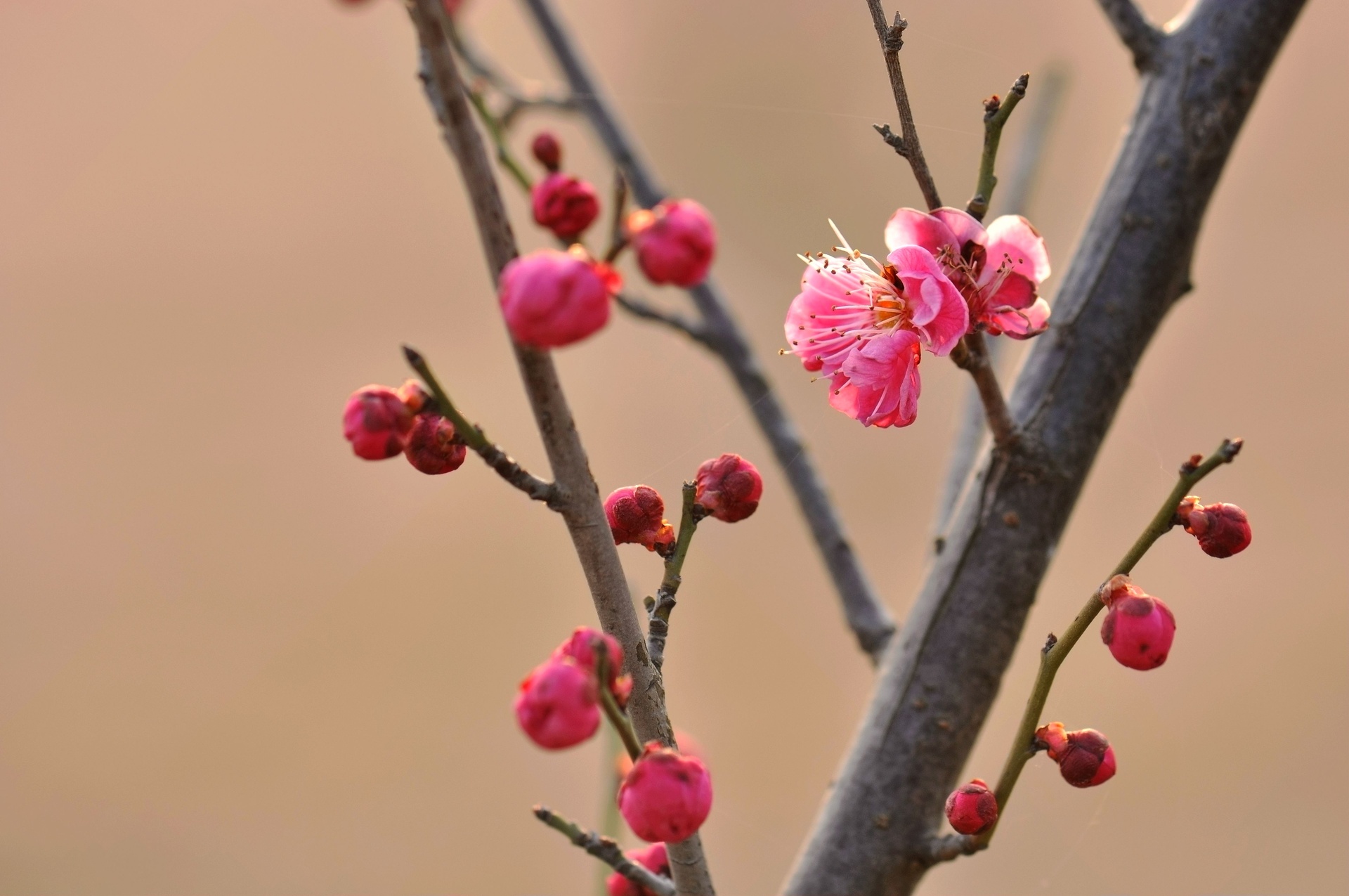 松红梅特写花朵与叶片