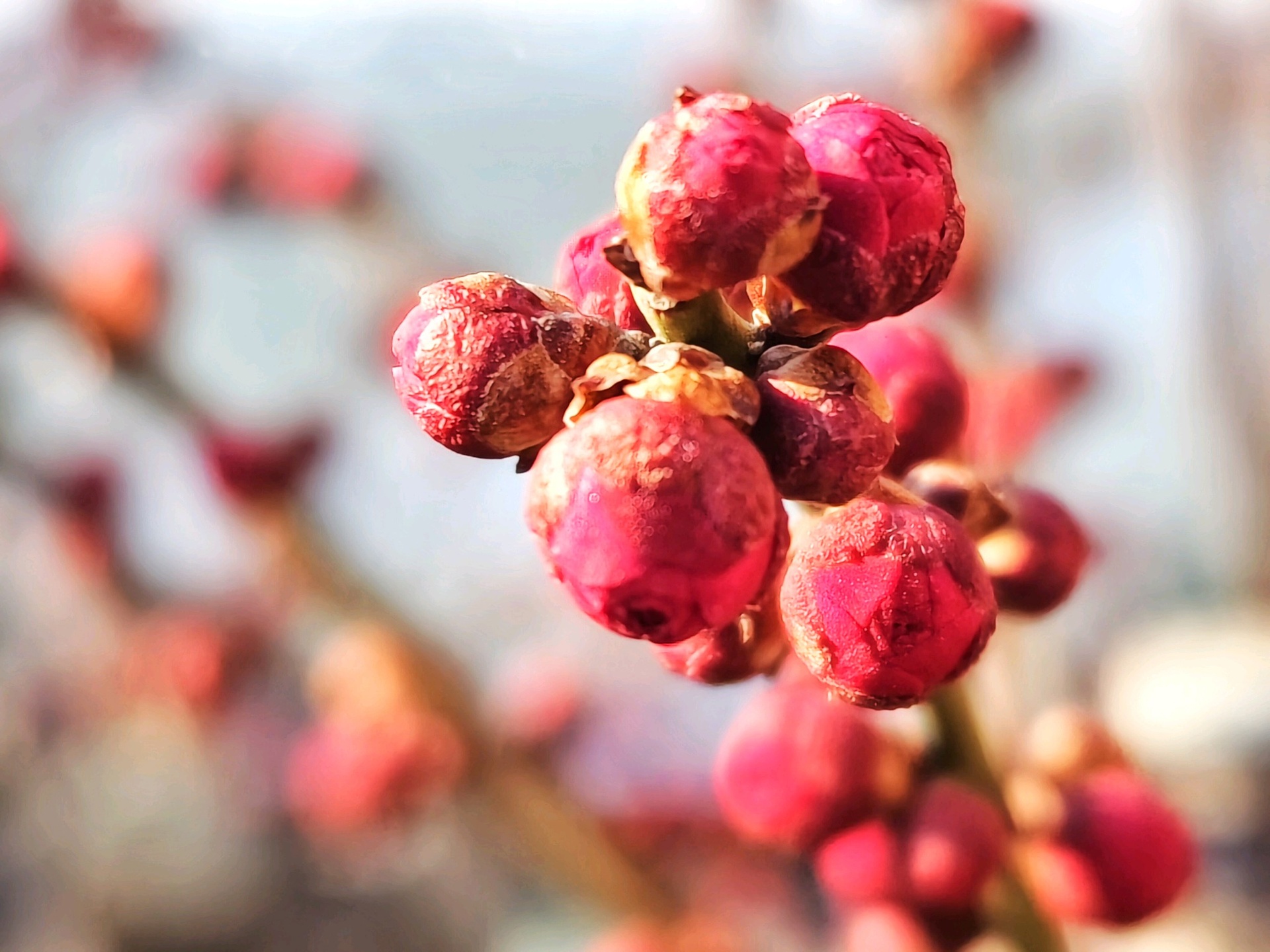 手部特写：女性指尖轻触百合雄蕊花药，金黄色花粉沾染于食指指腹