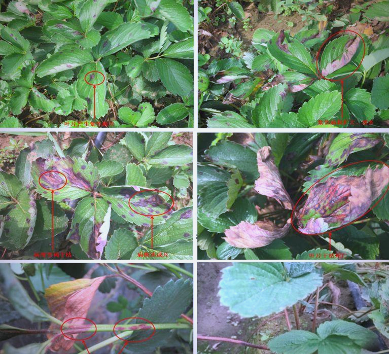 奶油草莓病虫害田间识别图